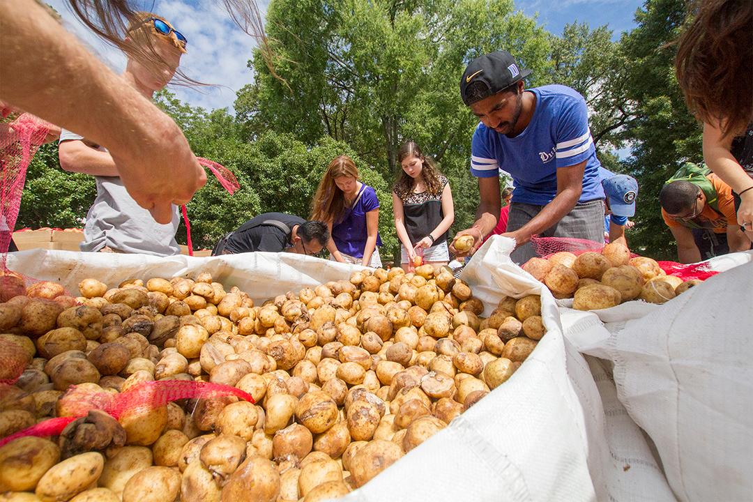 Image of students sorting potatoes from large bag